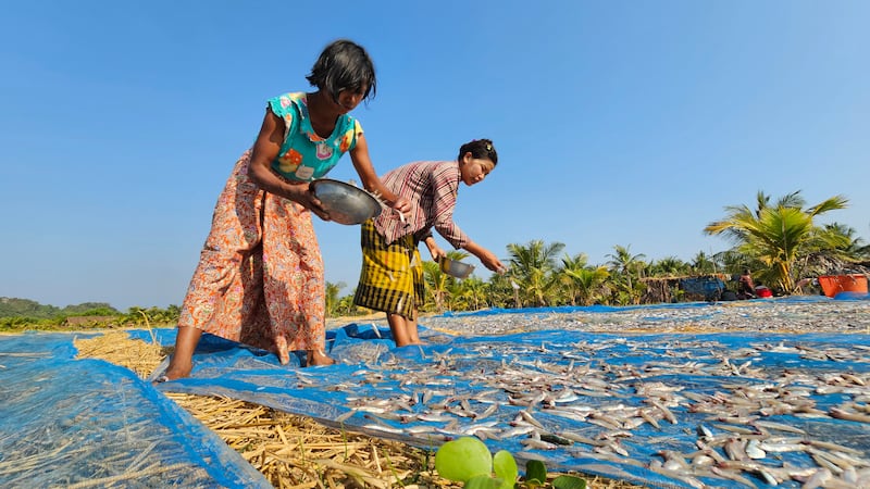 ဧရာ၀တီတိုင်း၊ ငပုတောမြို့နယ်ရှိ ဂေါ်ရင်ဂျီကျွန်းပေါ်တွင် ရေလုပ်ငန်းလုပ်ကိုင်နေသည့် ဒေသခံများအား တွေ့ရစဉ်။ (Photo : RFA)