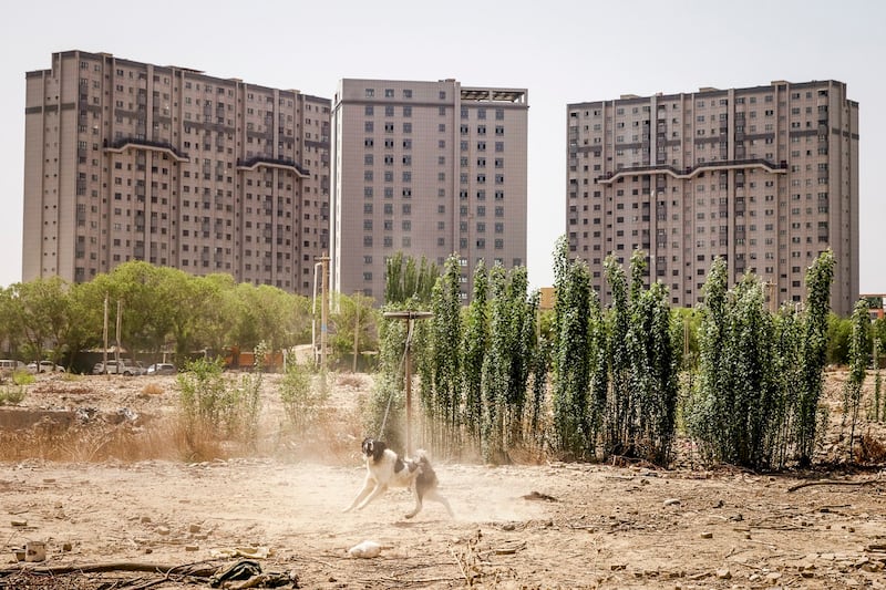 A dog is chained next to the site where a now demolished mosque used to stand in Karakax outside Hotan, Xinjiang Uyghur Autonomous Region, China, April 29, 2021. (Thomas Peter/Reuters)
