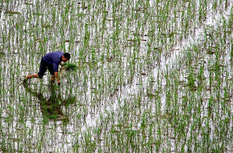 湖南是中国13个粮食主产省之一,水稻播种面积、总产量均居全中国第一。图为湖南省长沙农民在田里种植水稻。(美联社)