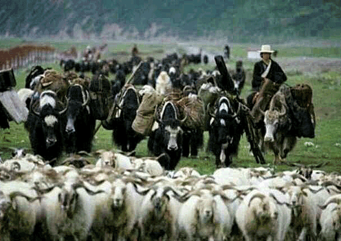 བོད་ཀྱི་འབྲོག་པའི་འཚོ་བའི་འགྱུར་ལྡོག་སོགས་ཀྱི་སྐོར་གླེང་བ།