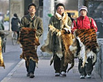 TibetanFur150.jpg TibetanFur150.jpg