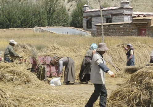བོད་ཀྱི་ཞིང་འབྲོག་ས་ཁུལ་དུ་སྤྱི་ཚོགས་རིང་ལུགས་ཀྱི་གྲོང་གསེབ་གསར་པ་ཞེས་པའི་ལས་གཞི་ལག་བསྟར་བྱེད་ཀྱི་ཡོད།