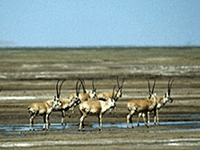 tibetan-antelopes-200.gif tibetan-antelopes-200.gif
