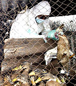 avian-flu-150.jpg