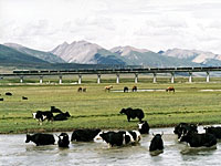 tibet-train-environmen-200b.jpg tibet-train-environmen-200b.jpg