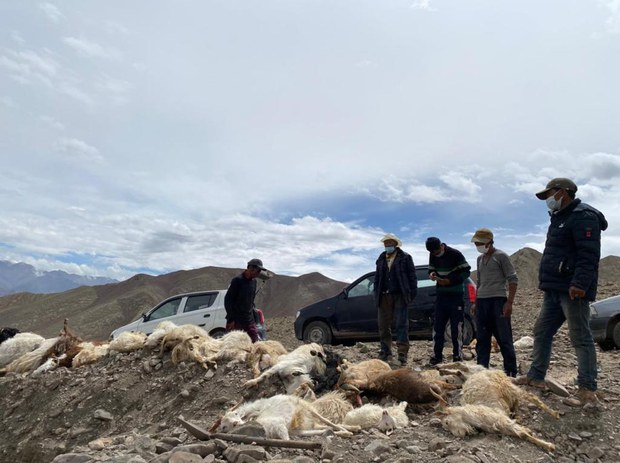 རྒྱ་གར་ལ་དྭགས་སུ་བོད་མི་འབྲོག་པའི་སྒོ་ཕྱུགས་སེམས་ཅན་ལ་རིམས་ནད་ཁྱབ་བརྡལ་བྱུང་སྟེ་མང་པོར་ཤི་སྐྱོན་འབྱུང་བཞིན་པ། རྒྱ་གར་ལ་དྭགས་སུ་བོད་མི་འབྲོག་པའི་སྒོ་ཕྱུགས་སེམས་ཅན་ལ་རིམས་ནད་ཁྱབ་བརྡལ་བྱུང་སྟེ་མང་པོར་ཤི་སྐྱོན་འབྱུང་བཞིན་པ།
