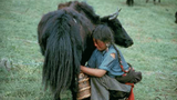 བོད་ནང་གི་འབྲོག་པའི་དཀའ་ངལ།