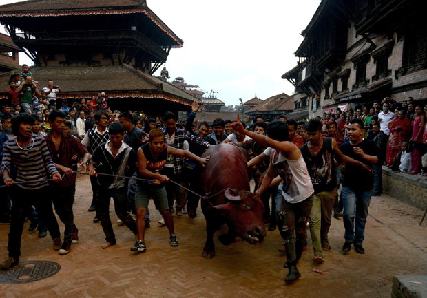 བལ་ཡུལ་དུ་བོད་མི་ཚོས་ར་ལུག་༤༡༩སྲོག་བླུ་ཚེ་ཐར་བཏང་ཡོད་པ།