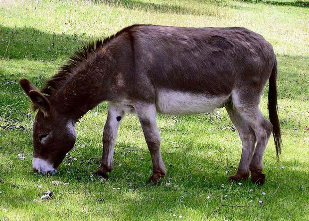 བུང་བུ་རྩ་མེད་དུ་འགྲོ་ཉེན།