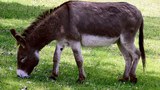 བུང་བུ་རྩ་མེད་དུ་འགྲོ་ཉེན།