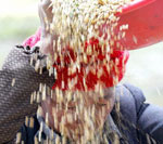 tibetan-farmer-150.jpg tibetan-farmer-150.jpg