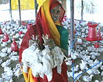 india-bird-flu-150.jpg india-bird-flu-150.jpg