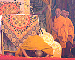 hhdl-prostrate-150.jpg hhdl-prostrate-150.jpg