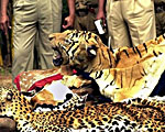 poachers-150b.jpg