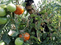 israel-farm-200.gif