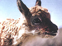 tibetan-antelope-200.jpg tibetan-antelope-200.jpg