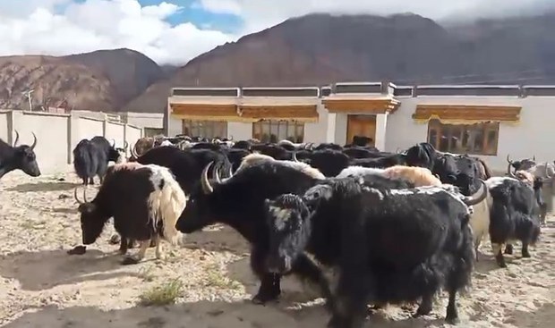 བོད་ཕྱོཊ་ནས་ས་མཚམས་བརྒལ་ཏེ་གཡག་ ༤༠ ཙམ་རྒྱ་གར་ནང་འཛུལ་བ།