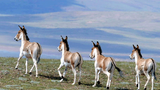 འཁྲུག་འཛིང་ཤོར་འདུག