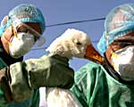 bird-flu-150.jpg bird-flu-150.jpg