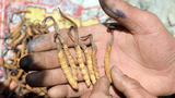 དབྱར་རྩ་དགུན་འབུ