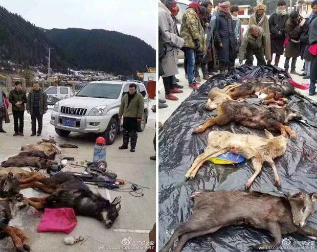 མཛོད་དགེ་རྫོང་ནས་ཁྲིམས་འགལ་གྱི་རྒྱ་མི་རྔོན་པ་འཇུ་བཟུང་།