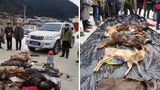 མཛོད་དགེ་རྫོང་ནས་ཁྲིམས་འགལ་གྱི་རྒྱ་མི་རྔོན་པ་འཇུ་བཟུང་།
