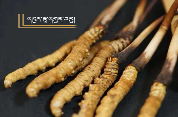 བོད་མི་དབྱར་རྩྭ་དགུན་འབུ་བརྐོ་བཙོང་བྱེད་མཁན་ཁག་ཅིག་ལ་རྒྱ་མི་ཚོང་པ་ཞིག་གིས་རྒྱ་སྒོར་ཁྲི་ཉིས་བརྒྱ་ལྷག་གི་ཁ་བསླུས་བརྒྱབ་འདུག