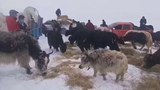 བོད་ནང་གི་ཁ་བས་གནོད་ཐེབས་ས་ཁུལ། ༢༠༡༩