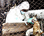 avian-flu-150.jpg