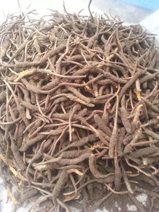 མདོ་སྨད་ཕྱོགས་སུ་བོད་མི་ཚོས་དབྱར་རྩ་དགུན་འབུ་བརྐོ་བཞིན་པ། ༢༠༡༥།༦