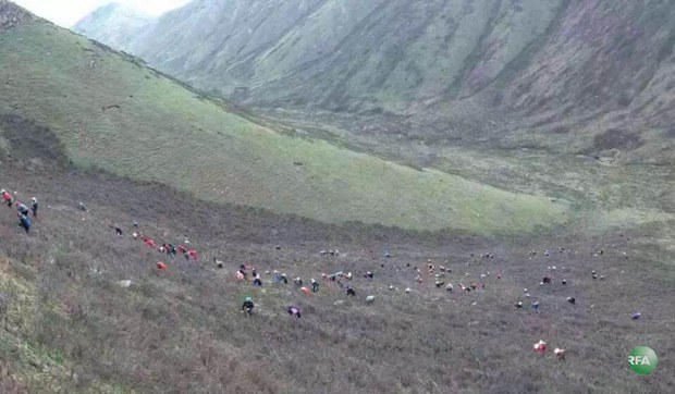 མདོ་སྨད་ཕྱོགས་སུ་བོད་མི་ཚོས་དབྱར་རྩ་དགུན་འབུ་བརྐོ་བཞིན་པ། ༢༠༡༥།༦