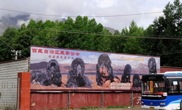ལྷ་སར་ཡོད་པའི་བོད་ཀྱི་འབྲོག་ཁྱི་གསོ་སྐྱོང་ར་བ་ཞིག ༢༠༡༡