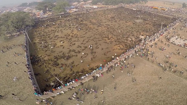 བལ་ཡུལ་ནང་ལྷ་མོ་Gadhimaiལ་དམར་མཆོད་འབུལ་ཡུལ། ༢༠༡༤