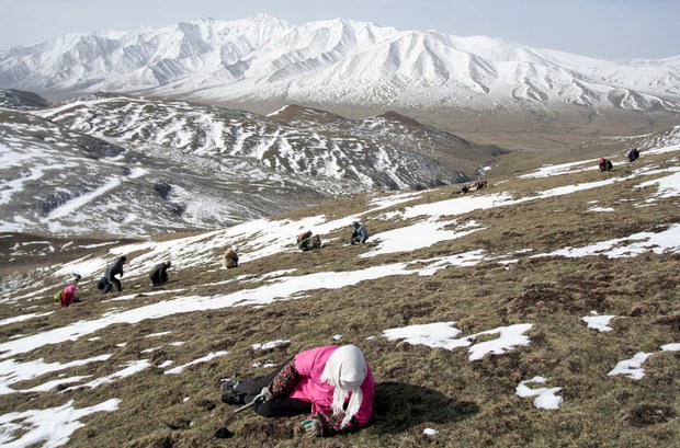 དབྱར་རྩྭ་དགུན་འབུ་དར་ཁྱབ་དང་སྤྱི་ཚོགས་ནང་གི་སེམས་ཚབས།