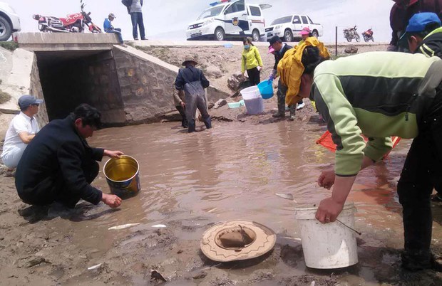 མཚོ་སྔོན་པོའི་ཉེ་འཁོར་གྱི་ཆུ་མིག་མང་པོ་སྐམ་ནས་ཉ་མང་པོ་ཤི་བཞིན་པ། ༢༠༡༦།༦