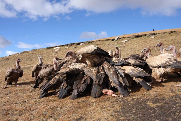 བོད་ཀྱི་ཕུང་པོ་བྱ་གཏོར་སྐབས། བོད་ཀྱི་ཕུང་པོ་བྱ་གཏོར་སྐབས།