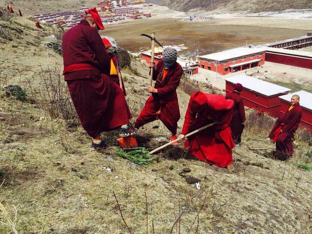 རྫོགས་ཆེན་དགོན་པ་དང་ས་གནས་ཡུལ་མི་ཚོས་ཤིང་སྣ་འདེབས་འཛུགས་ཀྱི་ལས་འགུལ་སྐབས། ༢༠༡༦།༤།༡༨