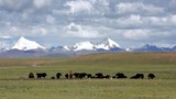 ནག་ཆུ་ཕྱོགས་ཀྱི་འབྲོག་པའི་རྩྭ་ཐང་།