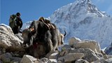 རི་བོ་ཇོ་མོ་གླང་མ། ༢༠༡༥