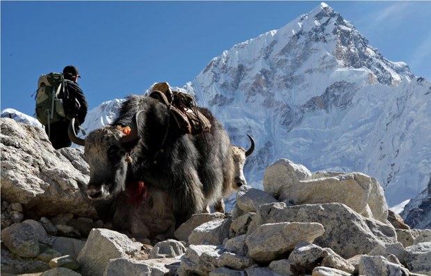 རི་བོ་ཇོ་མོ་གླང་མ། ༢༠༡༥