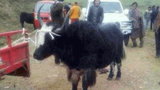 ཉེན་རྟོག་པས་གཡག་རྐུན་མ་བཟུང་འདུག