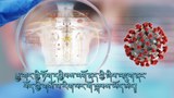 རྒྱ་གར་གྱི་ཏོག་དབྱིབས་འགོ་ནད་ཀྱི་ཞིབ་འཇུག་ནང་བོད་ཀྱི་གསོ་བ་རིག་པར་གོ་སྐབས་ཡོད་མེད།