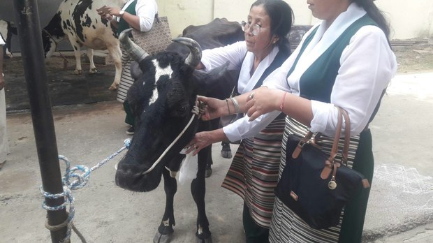 ༸རྒྱལ་བའི་སྐུ་ཕྱྭར་དམིགས་ནས་བ་ཕྱུགས་ཚེ་ཐར།
