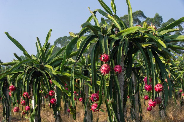 Dragon Fruit ཞེས་པའི་ཤིང་ཏོག་འདེབས་ལས།