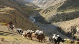 དོལ་པོའི་ནང་གི་ཤེས་ཡོན་གནས་སྟངས།