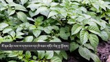 སོ་ནམ་ཞིང་ལས་ལ་དཀའ་ངལ་དང་ཁེ་བཟང་གདོང་ལེན་བྱ་ཕྱོགས།