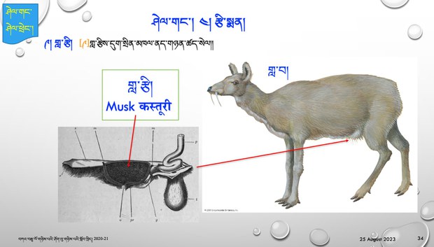 བོད་ཀྱི་གསོ་བ་རིག་པའི་སྨན་གཞུང་ནང་གླ་རྩིའི་ནུས་པ།
