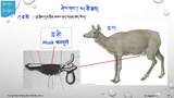 བོད་ཀྱི་གསོ་བ་རིག་པའི་སྨན་གཞུང་ནང་གླ་རྩིའི་ནུས་པ།