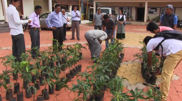 འཛམ་གླིང་ཁོར་ཡུག་གི་ཉིན་མོར་ཤིང་སྣ་འདེབས་འཛུགས།