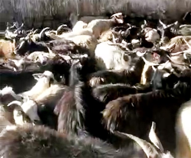 སེམས་བཟང་ཅན་ཞིག་གི་འབོད་སྐུལ་འོག་ར་ལུག་༤༠༠ཚེ་ཐར། སེམས་བཟང་ཅན་ཞིག་གི་འབོད་སྐུལ་འོག་ར་ལུག་༤༠༠ཚེ་ཐར།